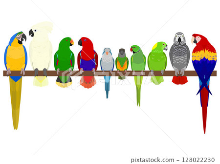一群不同的鸚鵡和長尾小鸚鵡 一群不同的鸚鵡和長尾小鸚鵡 128022230