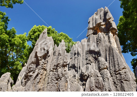 Spectacular views of the Stone Forest Scenic Area in Yunnan 128022405