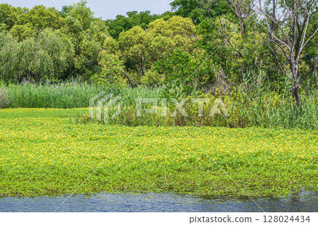 Oohana mizukimbai 128024434