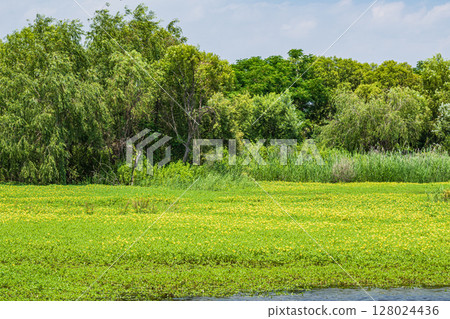 Oohana mizukimbai 128024436