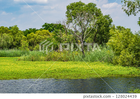 Oohana mizukimbai 128024439