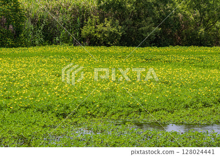 Oohana mizukimbai Oohana mizukimbai 128024441