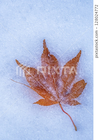 霜凍的彩色落葉 霜凍的彩色落葉 128024772