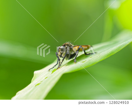 A fly waiting for prey on a ginger leaf 128024910