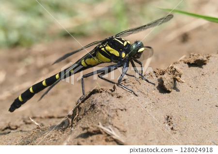 Koniyamma（女） 128024918