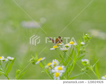 A copper butterfly is sucking nectar from a white flower 128024926