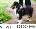 puppy playing in the park 128024949