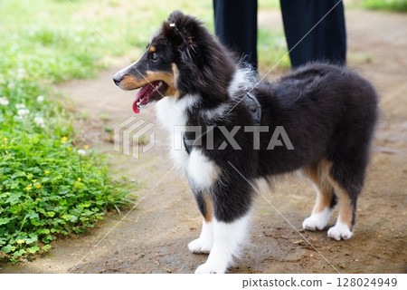 puppy playing in the park puppy playing in the park 128024949