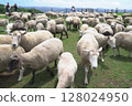 Landscape with sheep 128024950