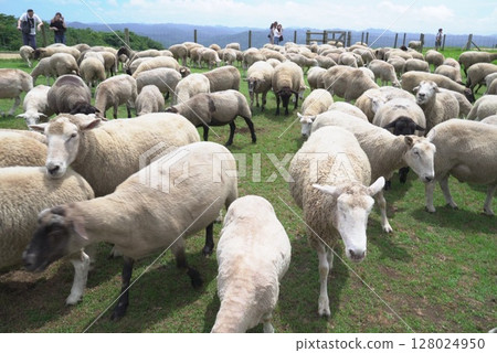 Landscape with sheep Landscape with sheep 128024950