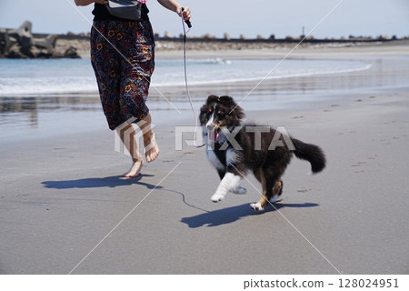 A dog happily running in the sea with its owner A dog happily running in the sea with its owner 128024951