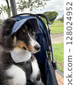 Dog in a dog cart looking at a pole 128024952