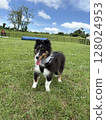 Sheltie puppy playing in the grass at the dog run 128024953