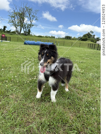 Sheltie puppy playing in the grass at the dog run Sheltie puppy playing in the grass at the dog run 128024953
