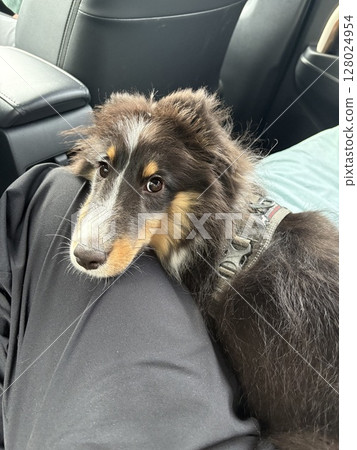 My dog is sitting on my lap My dog is sitting on my lap 128024954