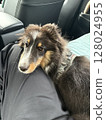 Puppy resting his head on lap in car 128024955