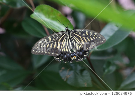 Swallowtail butterfly resting on a leaf Swallowtail butterfly resting on a leaf 128024976