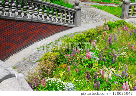 Scenery of ACAO FOREST Scenery of ACAO FOREST 128025042