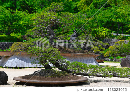 ACAO森林的風景 128025053
