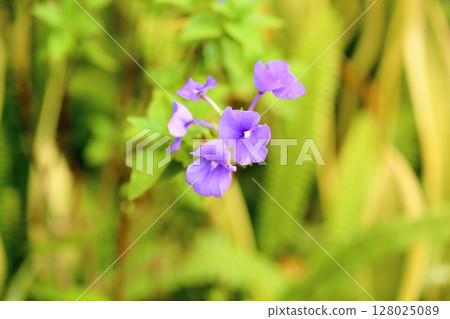 blue cat's eye flower 128025089