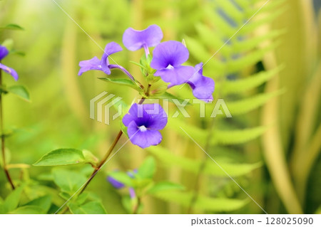 藍色貓眼花 128025090