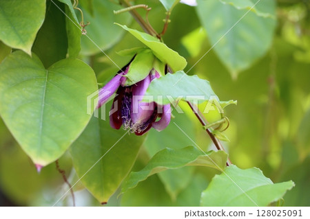 西番蓮花 128025091