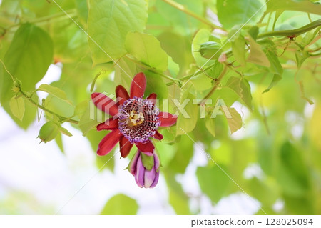 Vivid Passiflora alata flowers 128025094