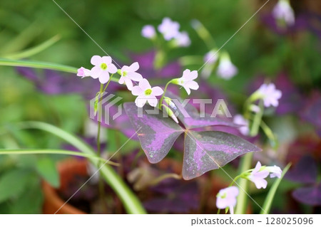 Oxalis Flower Trian Glaris 128025096