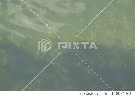 fish  fish  128025101
