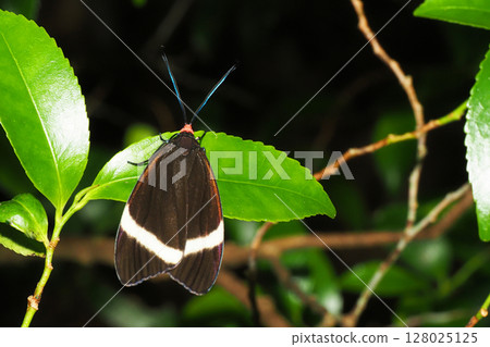 Firefly moth (female) Firefly moth (female) 128025125