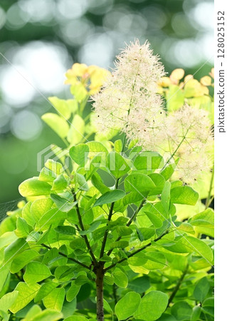 夕陽下閃耀的煙樹 夕陽下閃耀的煙樹 128025152