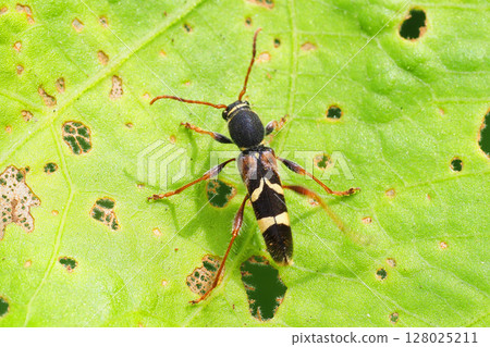 Kismisutarakamikiri 128025211