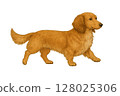 Illustration of a dachshund walking forward 128025306