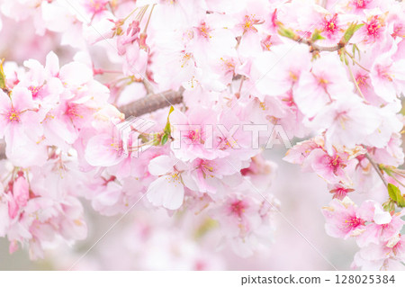 小騙子海灘 小騙子海灘 128025384