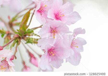 小騙子海灘 128025400