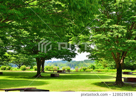 栃木市西片綜合公園的樹蔭下的西片交流公園 128025655