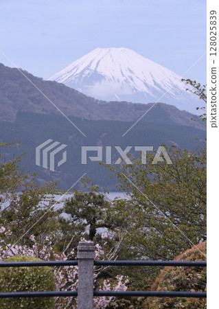 Lake Ashi and Mt. Fuji as seen from Onshi Hakone Park Lake Ashi and Mt. Fuji as seen from Onshi Hakone Park 128025839