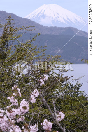 Mount Fuji as seen from Onshi Hakone Park Mount Fuji as seen from Onshi Hakone Park 128025840