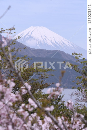 Lake Ashi and Mt. Fuji seen from Onshi Hakone Park, Sakura Lake Ashi and Mt. Fuji seen from Onshi Hakone Park, Sakura 128025841