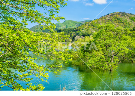 岩手縣錦州湖的水下森林 128025865