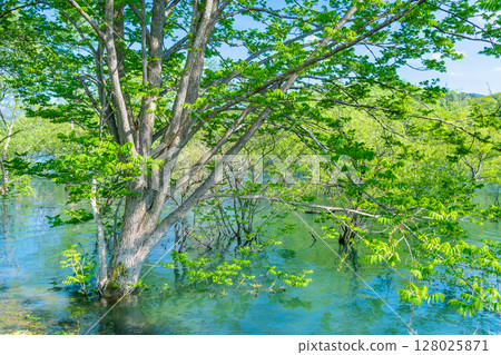 岩手縣錦州湖的水下森林 岩手縣錦州湖的水下森林 128025871