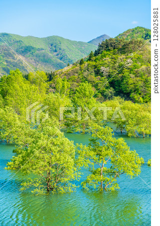 Submerged forest at Lake Kinshu in Iwate 128025881