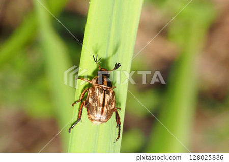 Semarathogene Semarathogene 128025886