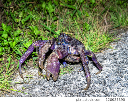 Coconut crab from Taketomi Island (Taketomi Town, Okinawa Prefecture) Coconut crab from Taketomi Island (Taketomi Town, Okinawa Prefecture) 128025890