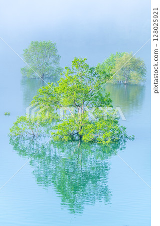 Lake Kinshu, Iwate: Submerged forest shrouded in morning mist 128025921