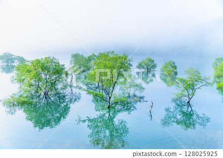 岩手縣錦州湖：晨霧籠罩的水下森林 128025925