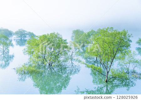 Lake Kinshu, Iwate: Submerged forest shrouded in morning mist Lake Kinshu, Iwate: Submerged forest shrouded in morning mist 128025926