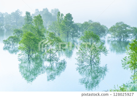 Lake Kinshu, Iwate: Submerged forest shrouded in morning mist 128025927