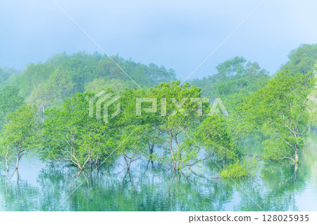 岩手縣錦州湖：晨霧籠罩的水下森林 128025935