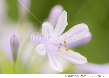  Agapanthus 128026126
